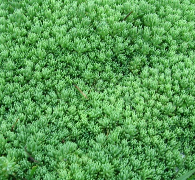 Очиток ползучий почвопокровный