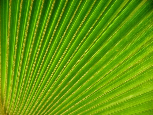 Текстура зеленого стебля