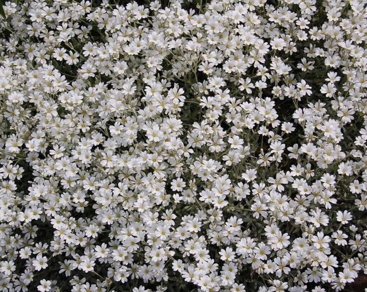 Ясколка Биберштейна