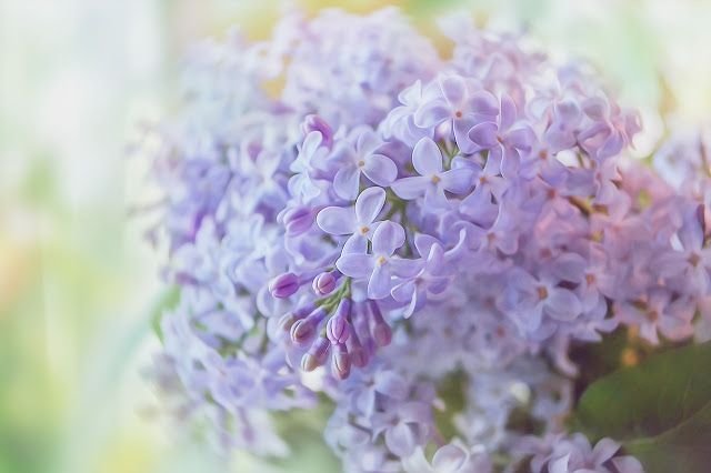 Сиреневые цветы