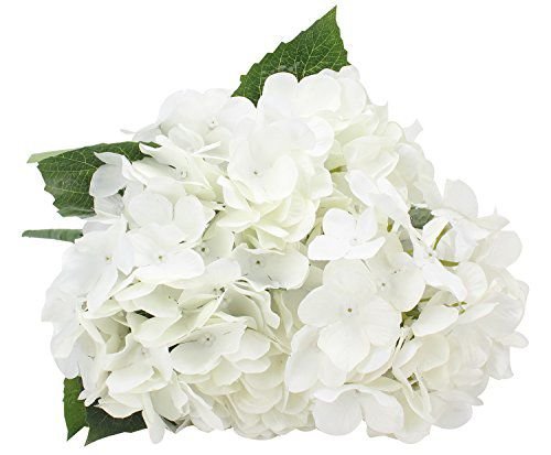 Гортензия Вайт Скай