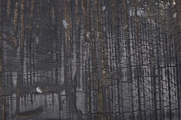 Обугленное дерево