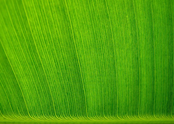 Текстура зеленого стебля