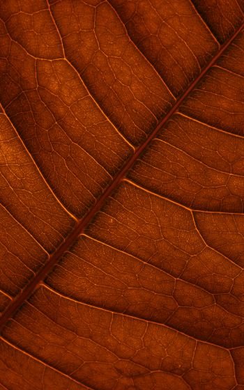 Коричневые обои на телефон