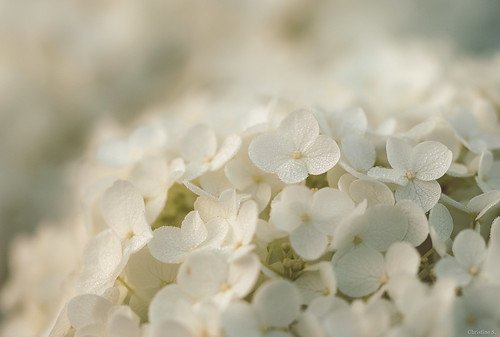 Гортензия белая