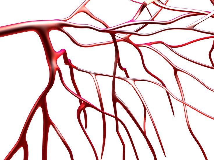 Кровеносные сосуды вены