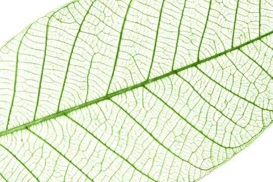 Лист с прожилками