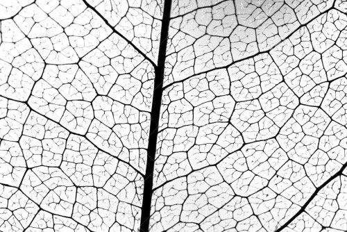 Прожилки листа