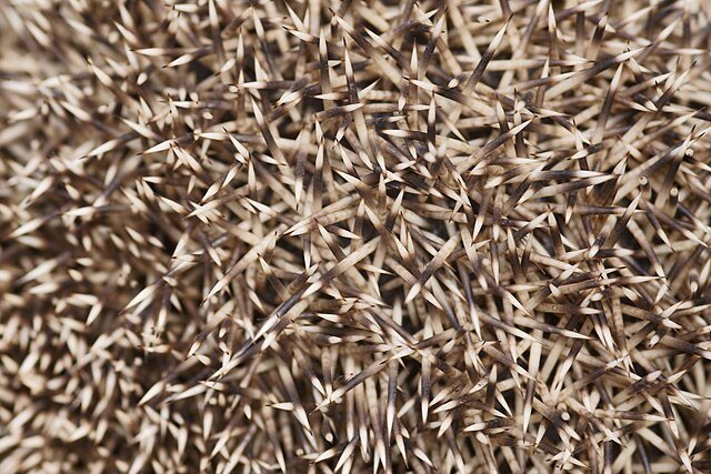 Иглы текстура