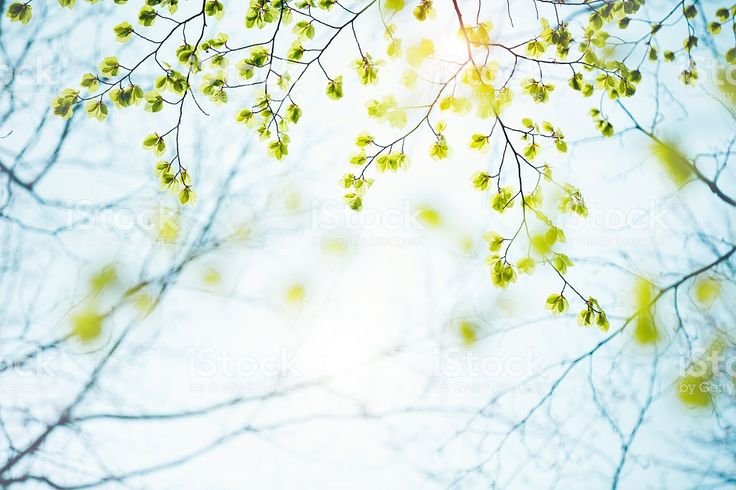 Весенний фон