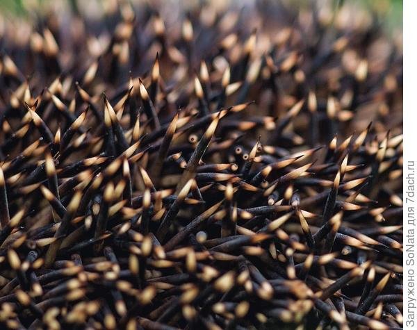 Колючки ежа