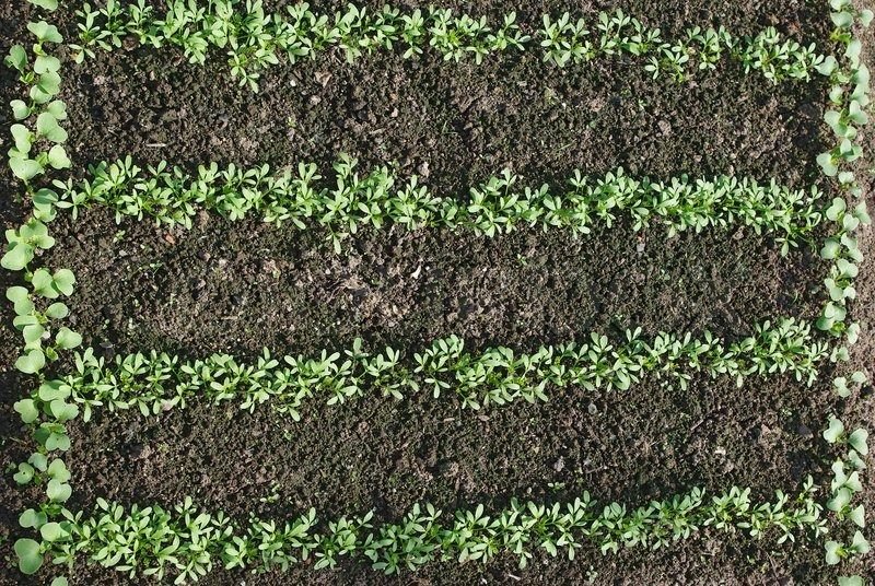 Огород текстура