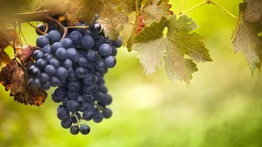 Виноград Изабелла