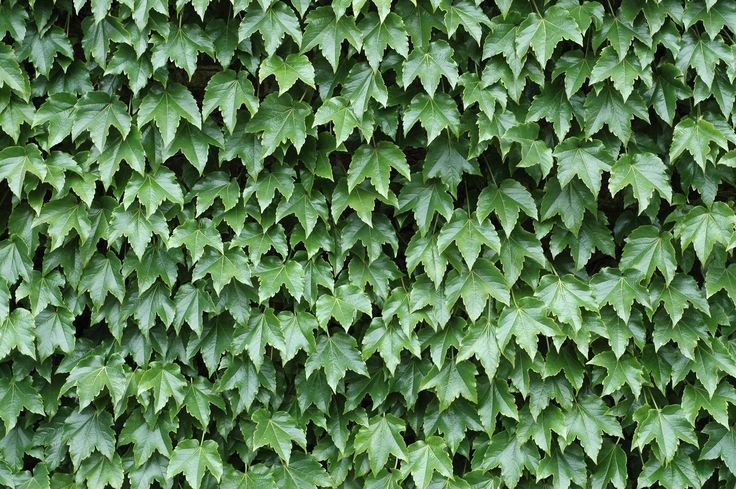 Плющ обыкновенный