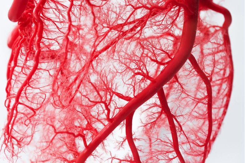 Снимок кровеносных сосудов