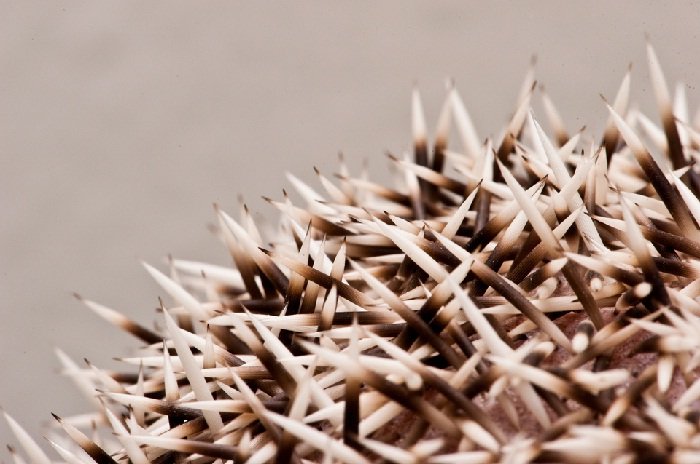 Колючки ежа