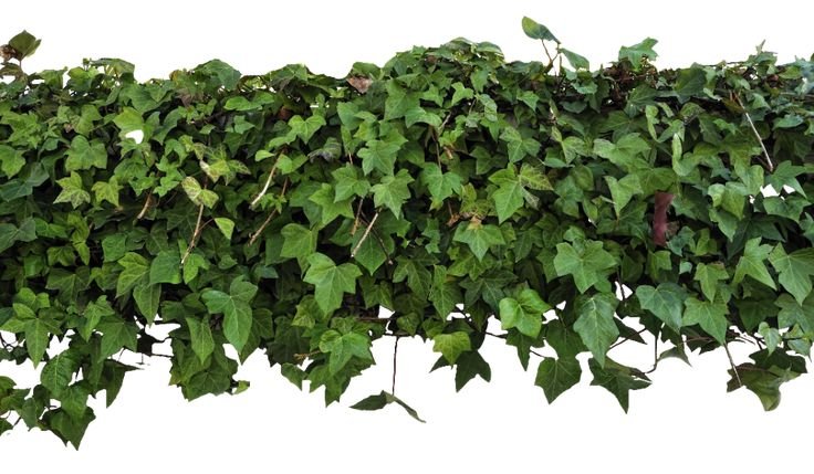 Виноград девичий-плющ обыкновенный