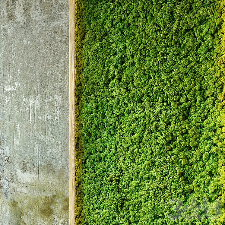 Стабилизированный мох 3ds Max