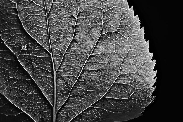 Текстура листьев черно белая
