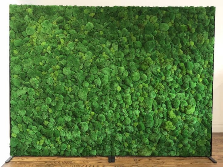 Фитостена мох текстура