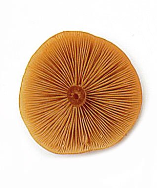 шляпы гриба