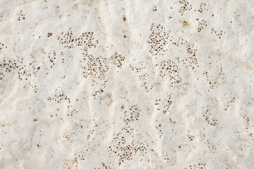 Кость текстура