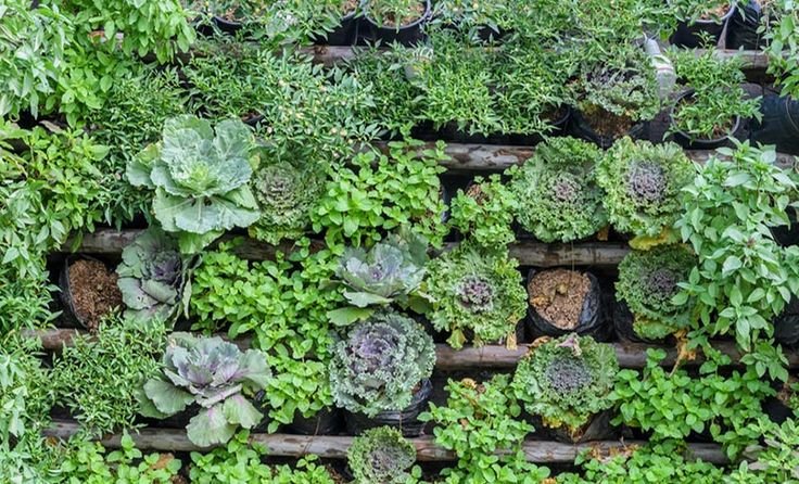 Огород вид сверху