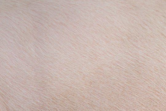 Свиная кожа фактура
