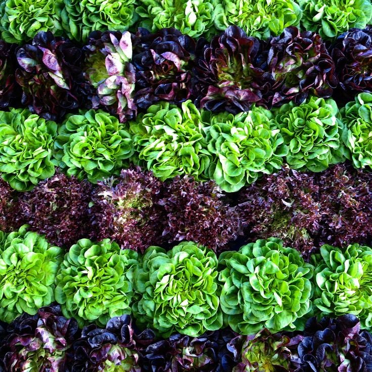 Салат на грядке