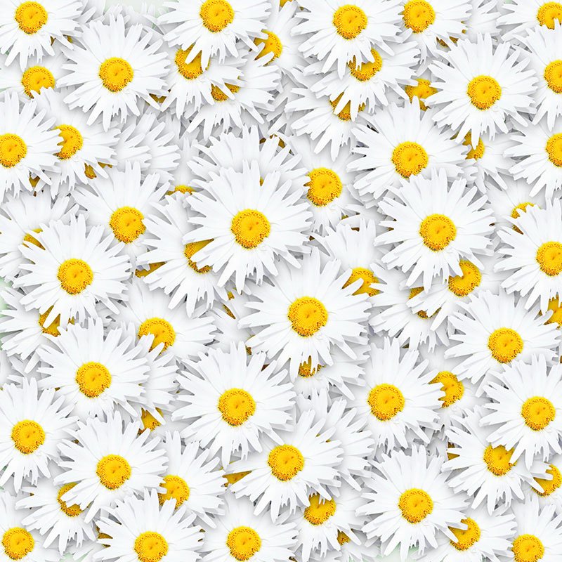 Красивый фон с ромашками