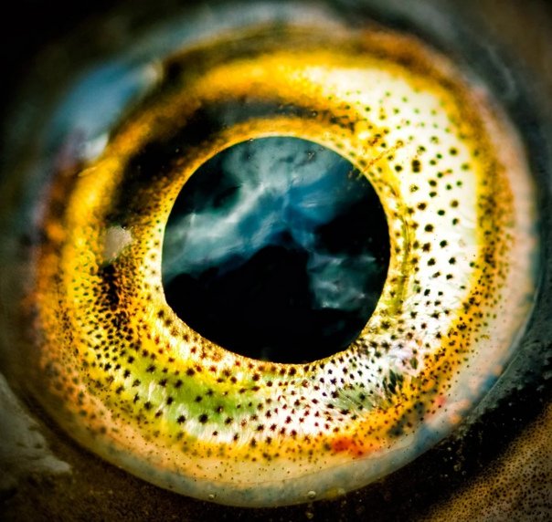 Глаз рыбы