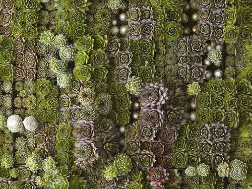 Огород текстура