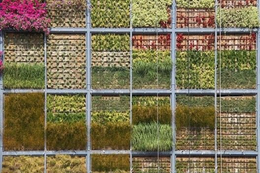 Формы вертикального озеленения