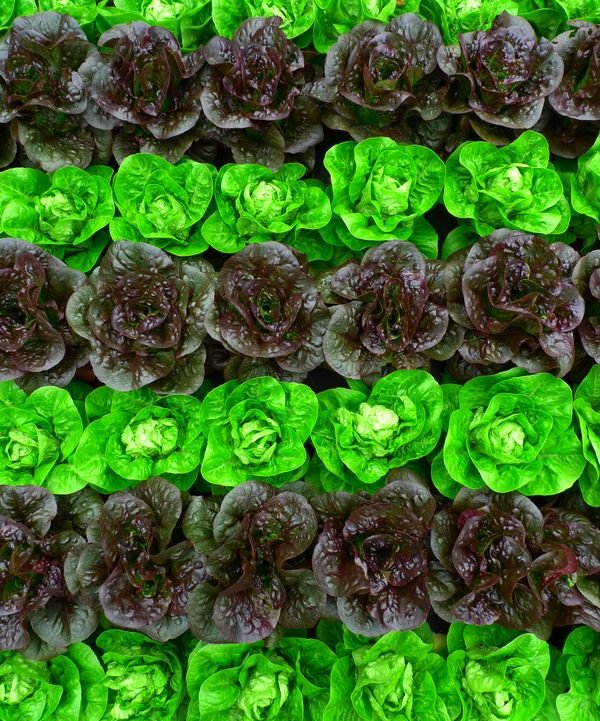 Огород сверху