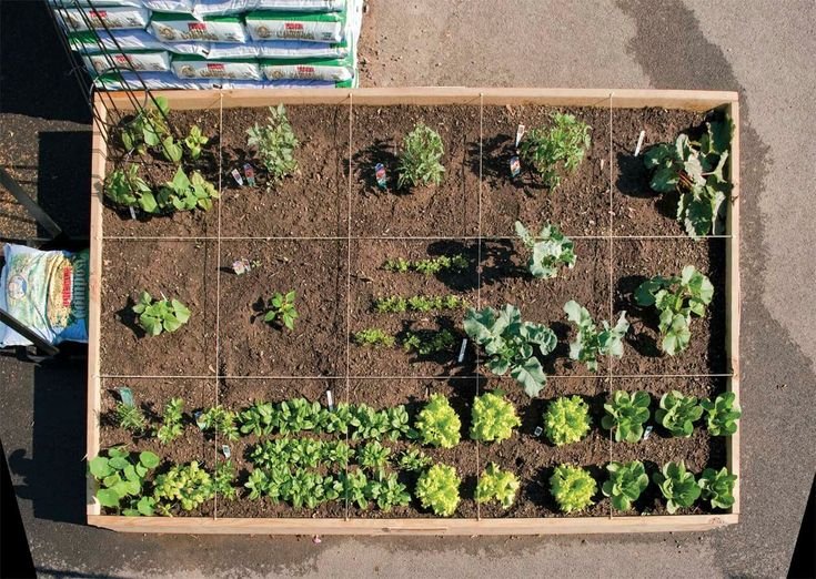 Грядки вид сверху