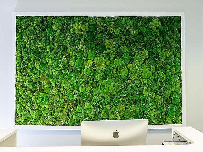 Фитостена мох стабилизированный