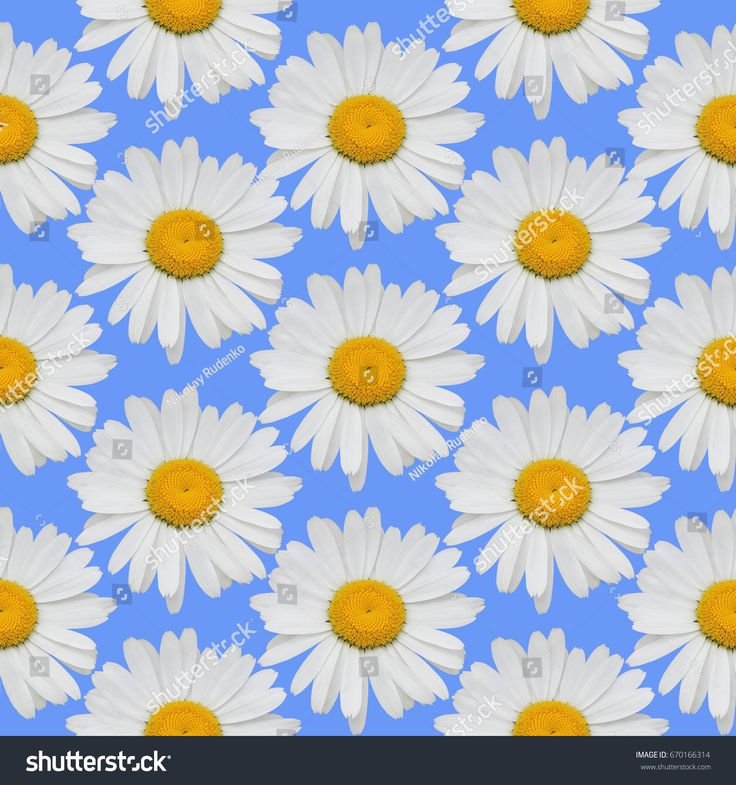 Голубой фон с ромашками