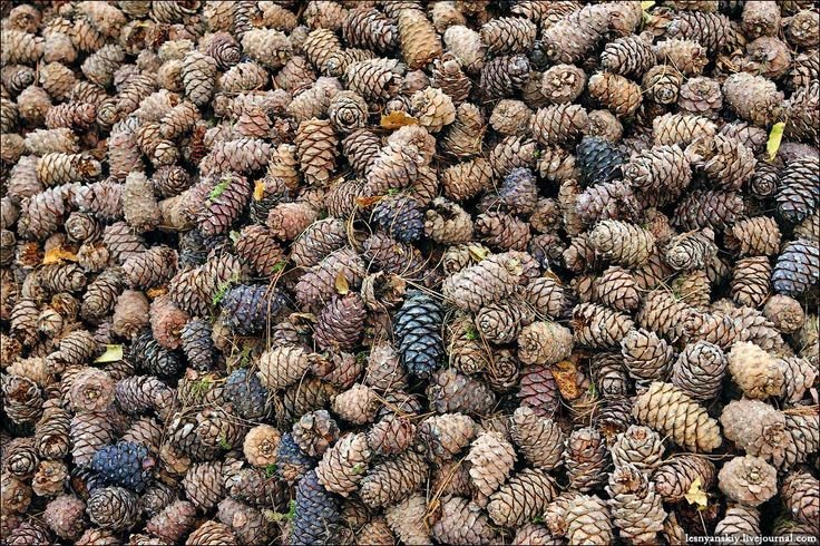 Шишки много