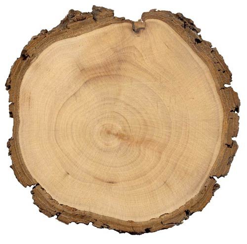 Срез дерева