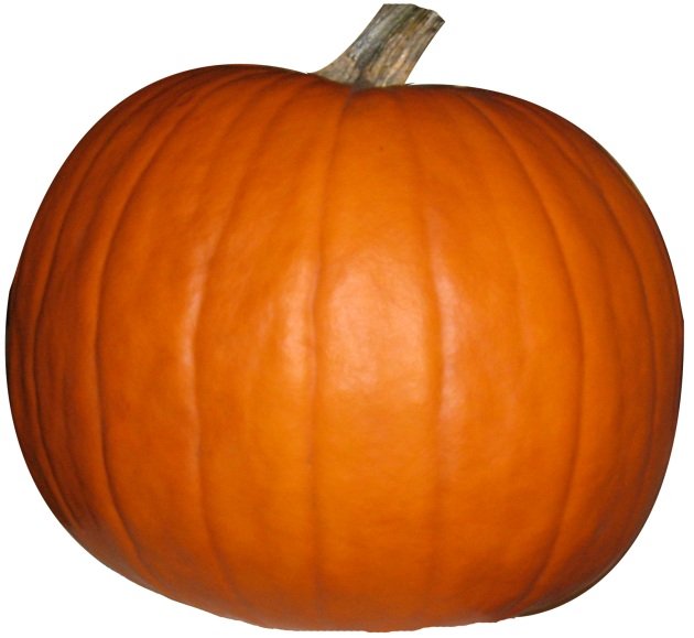 Тыква на белом фоне