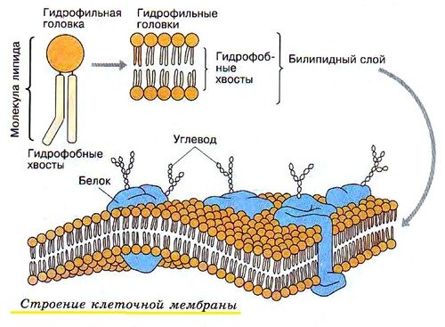 Схема строения плазматической мембраны клетки