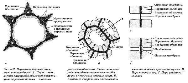 Строение первичной оболочки растительной клетки.