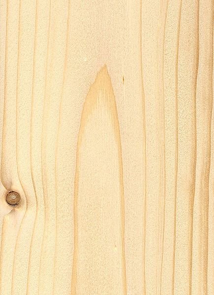 Пихта продольный срез