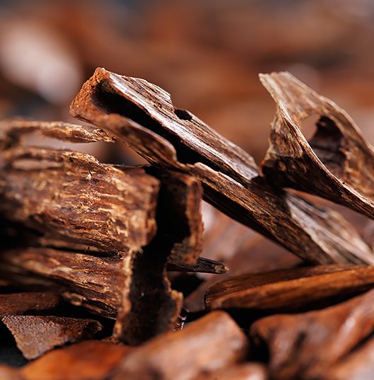 Сандаловое дерево Чили