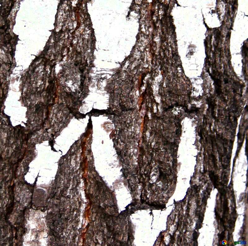 Текстура коры