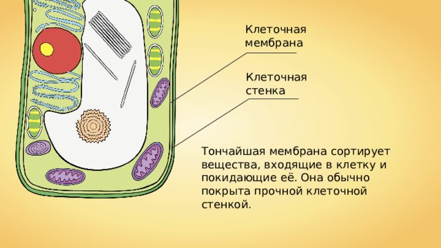 Клеточная стенка и клеточная мембрана