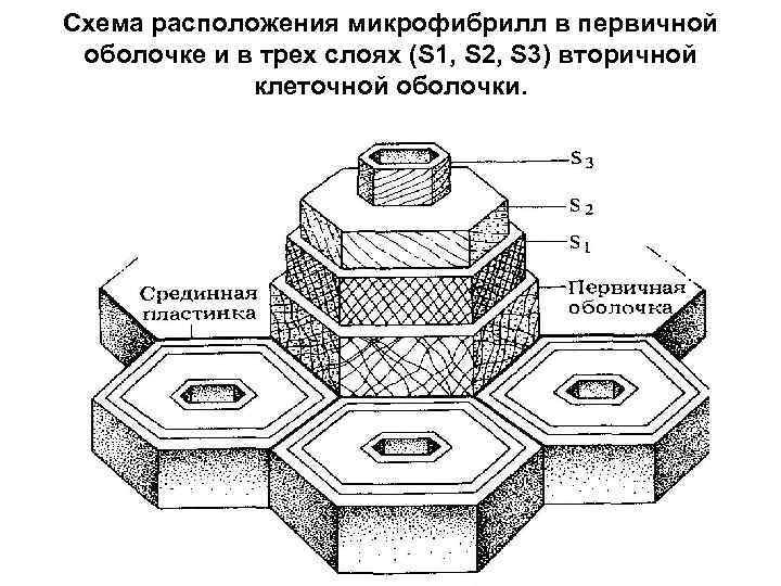 Первичная и вторичная клеточная оболочка