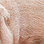 Свиная щетина