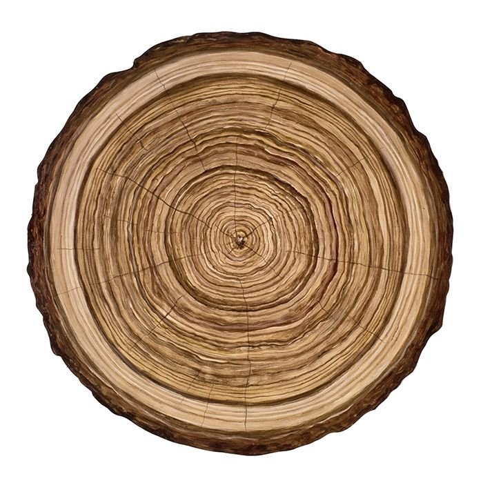 Поперечный срез бревна