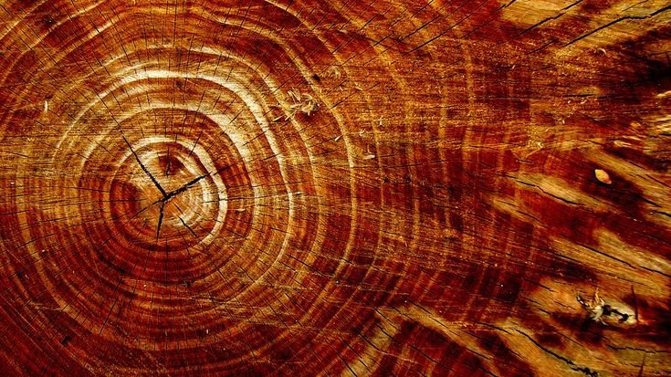 Текстура древесины
